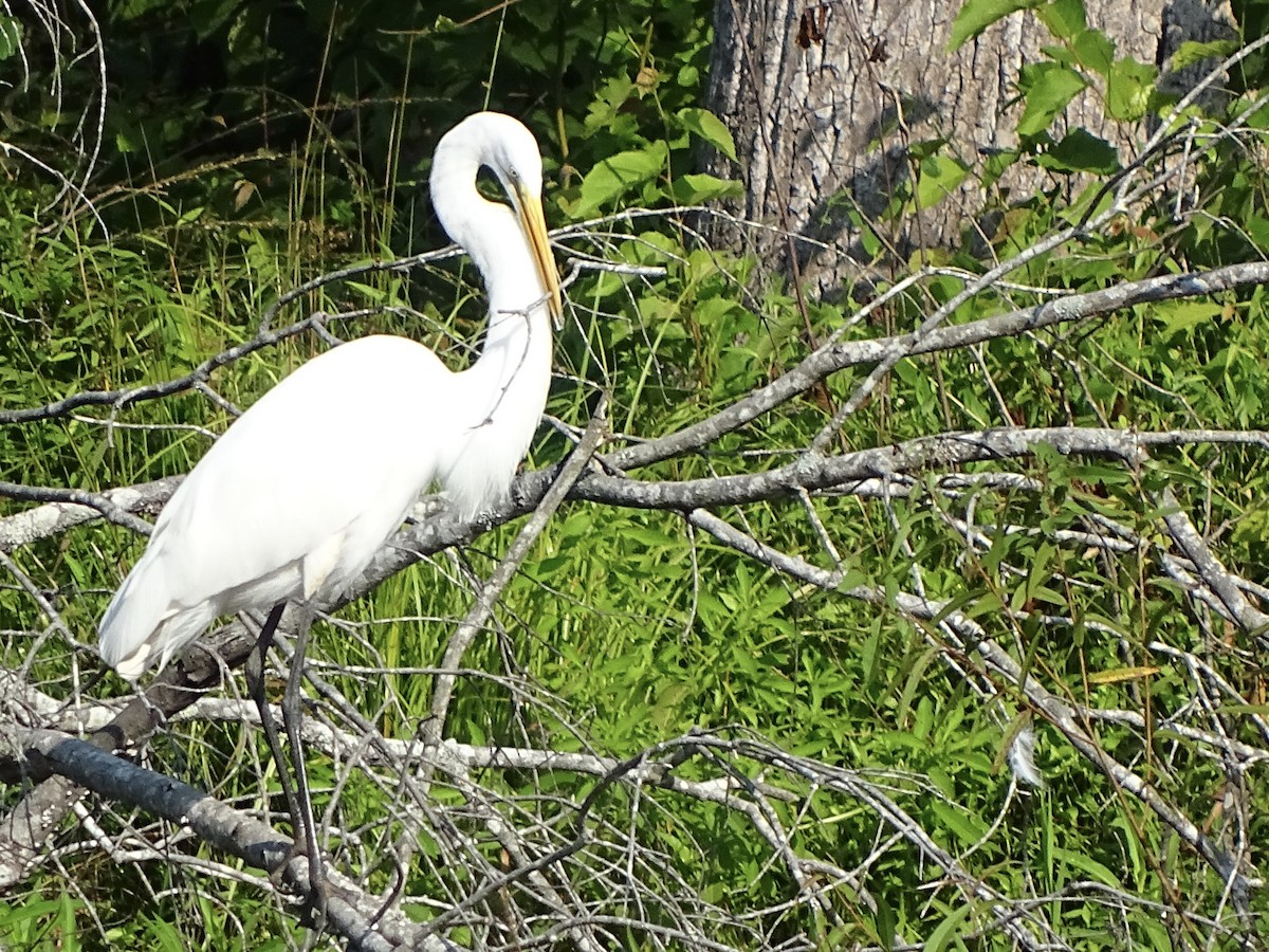 Great Egret - ML170719801
