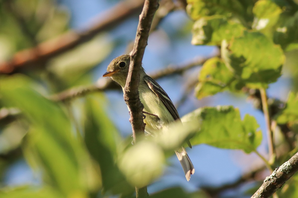 tyranovec žlutobřichý - ML170720051