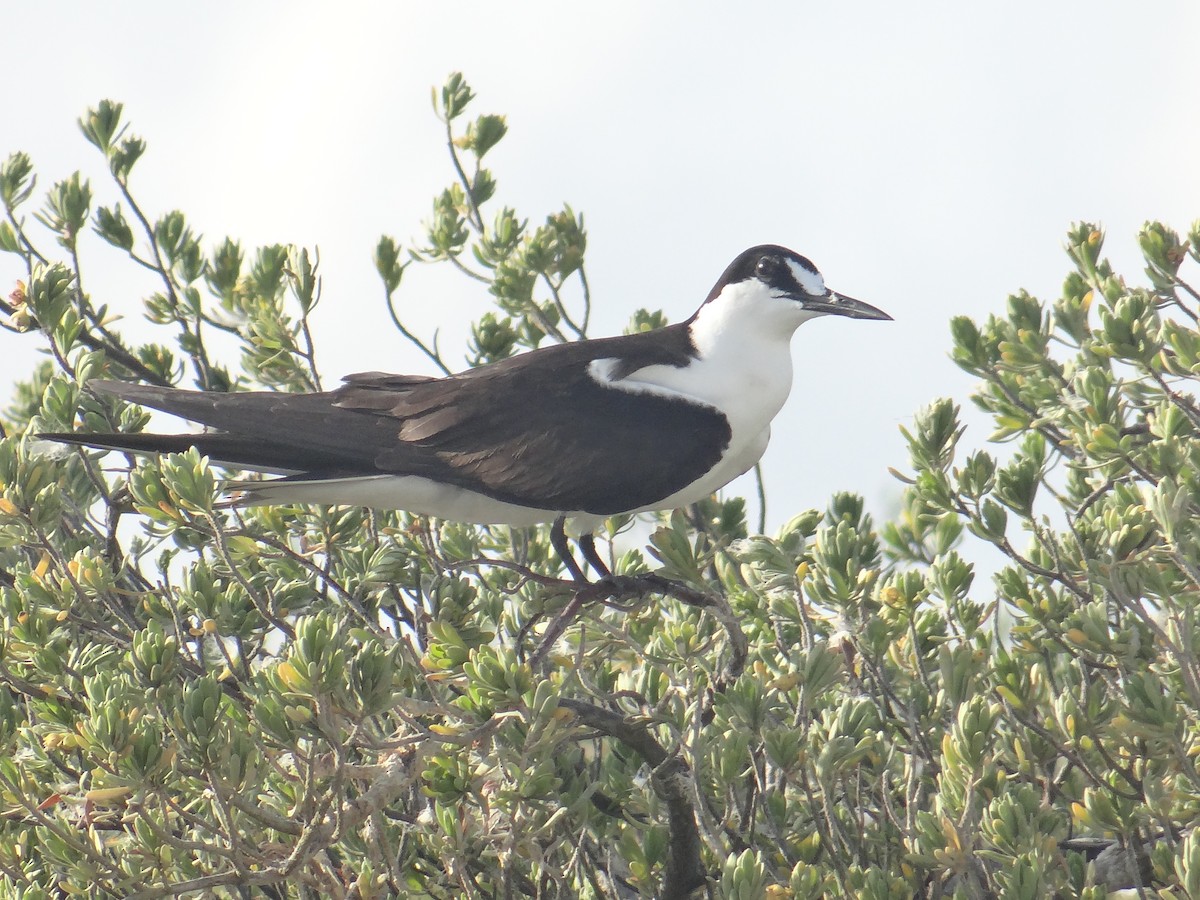 Sooty Tern - Ramón  Trinchan Guerra