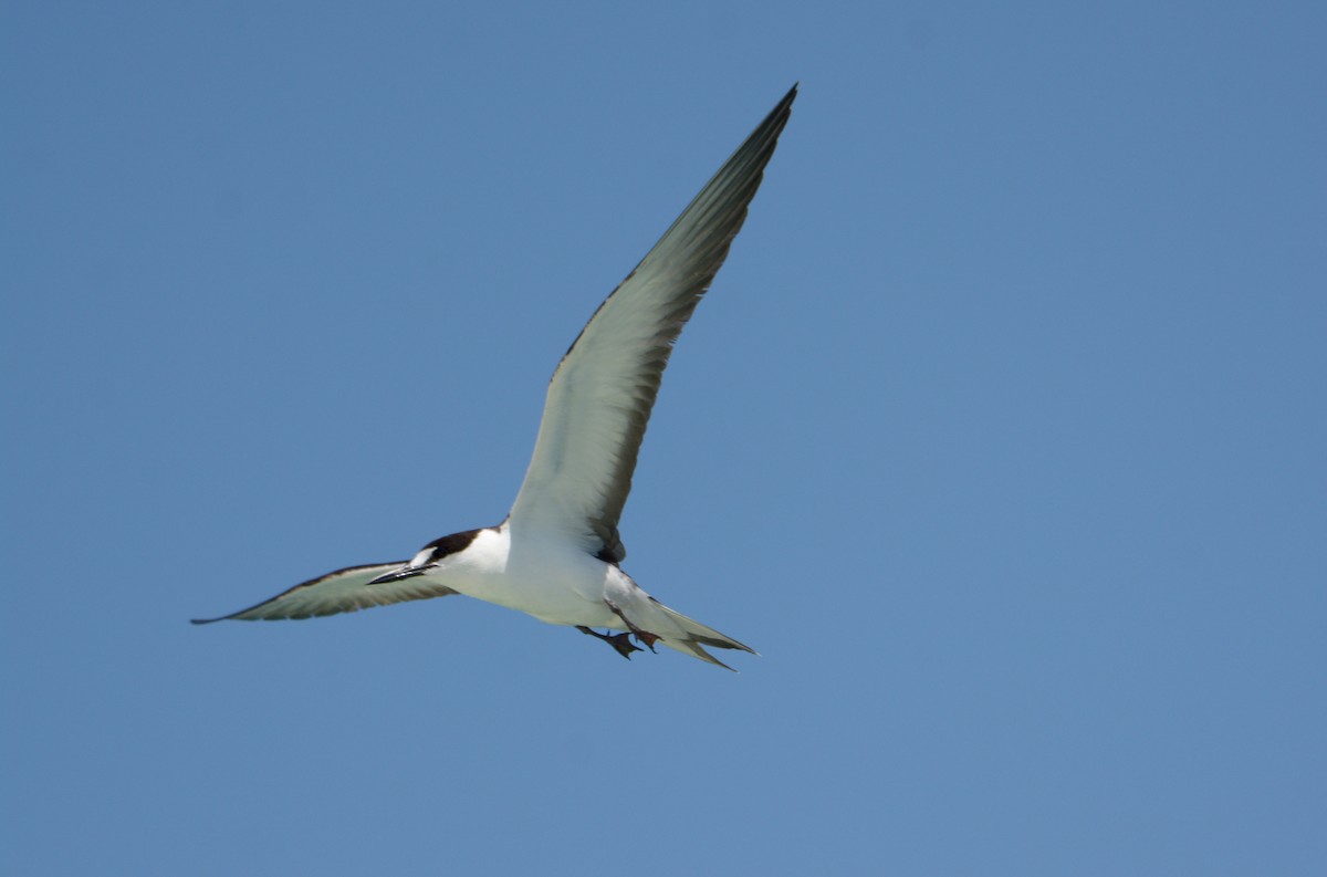 Sooty Tern - ML170722121