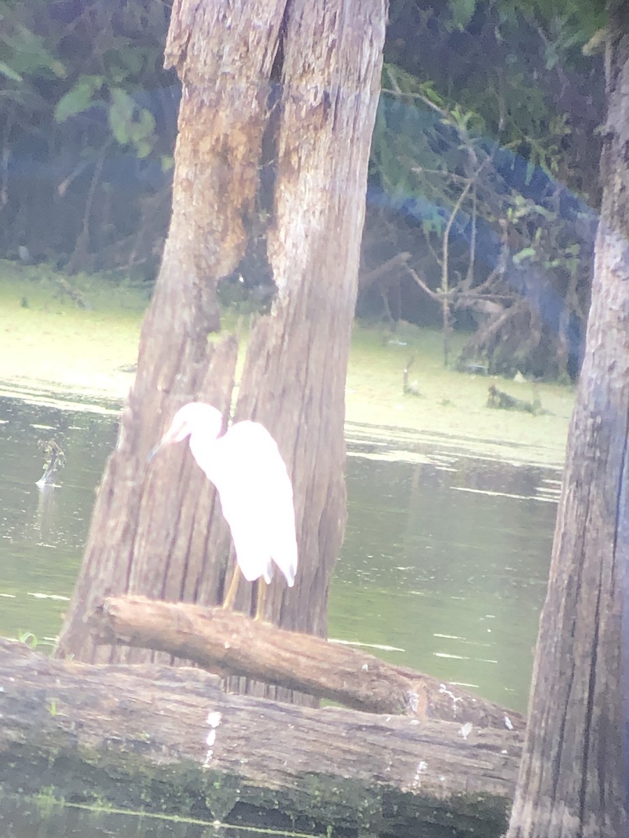 Little Blue Heron - ML170722641