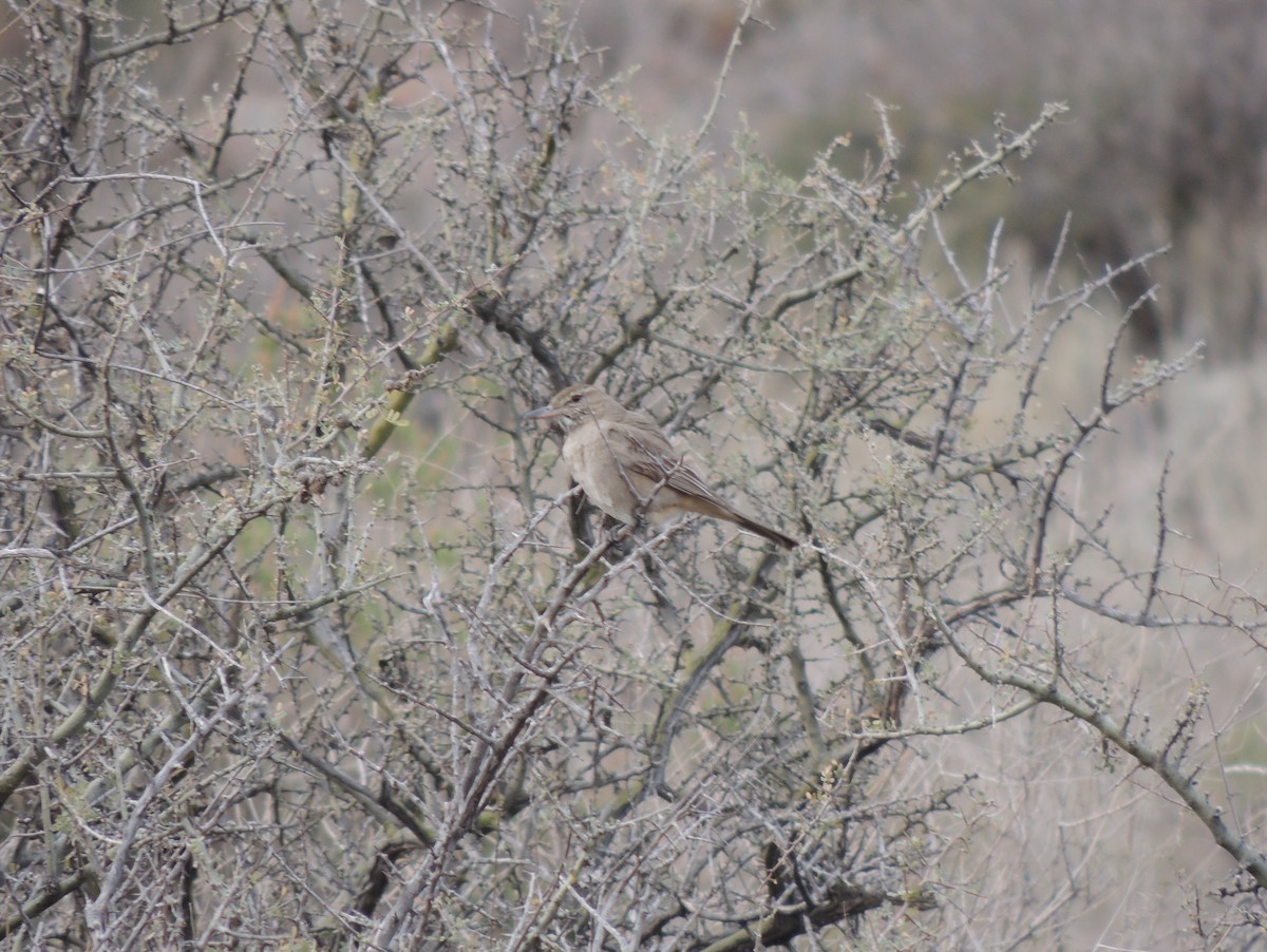 Gray-bellied Shrike-Tyrant - ML170723941