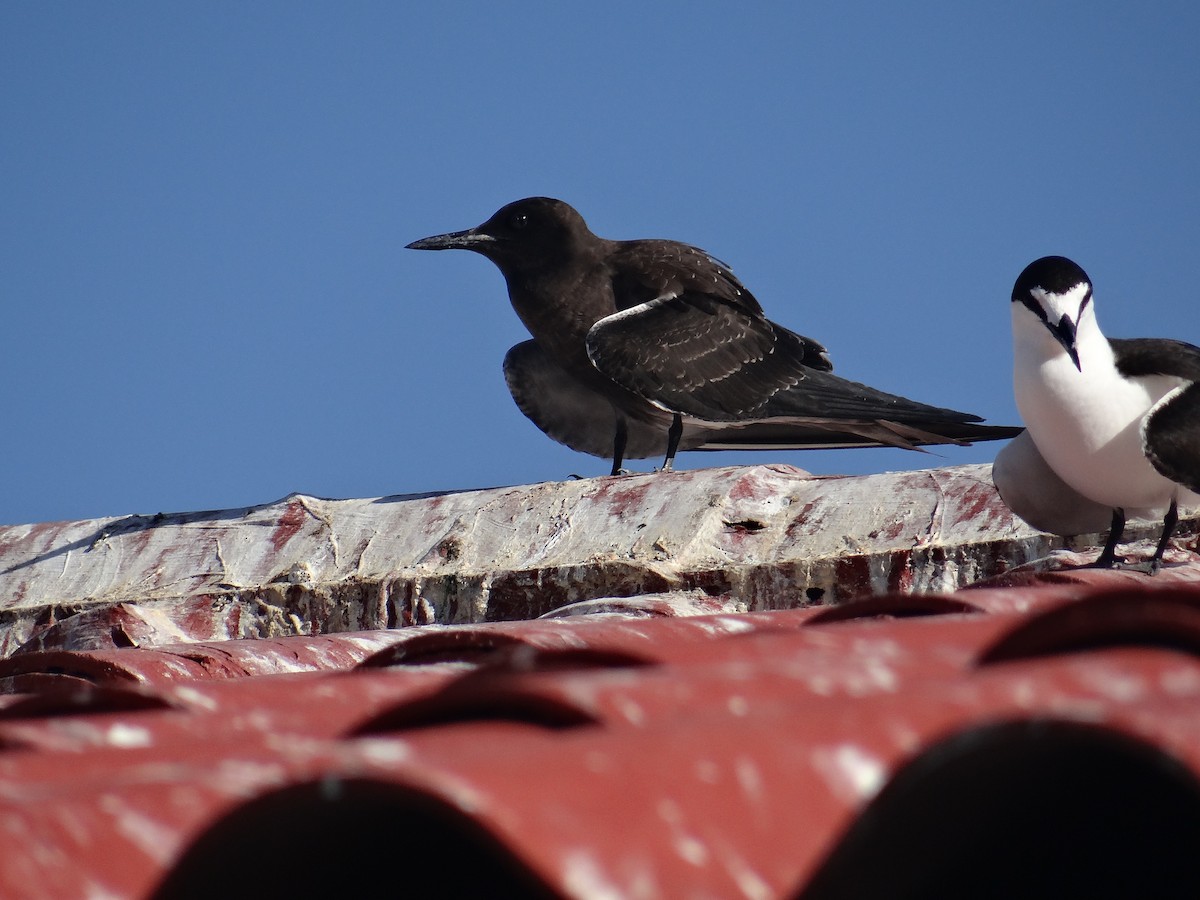 Sooty Tern - Ramón  Trinchan Guerra