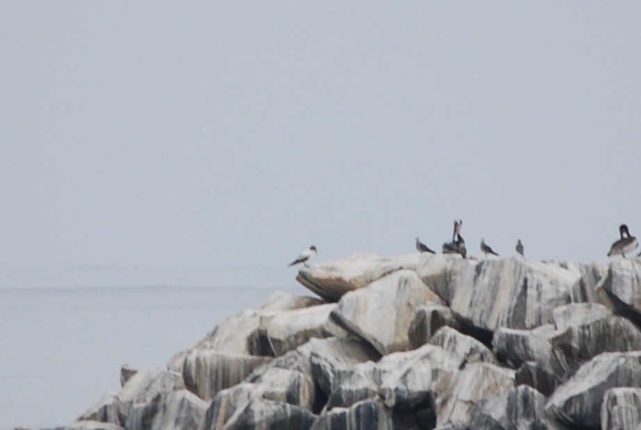 Nazca Booby - ML170724941