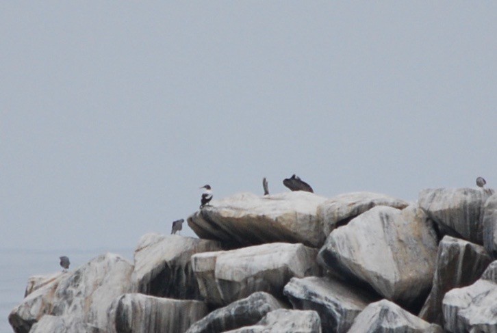 Nazca Booby - ML170725151