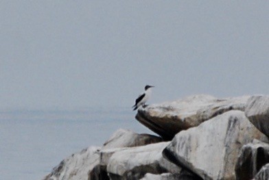 Nazca Booby - ML170725661