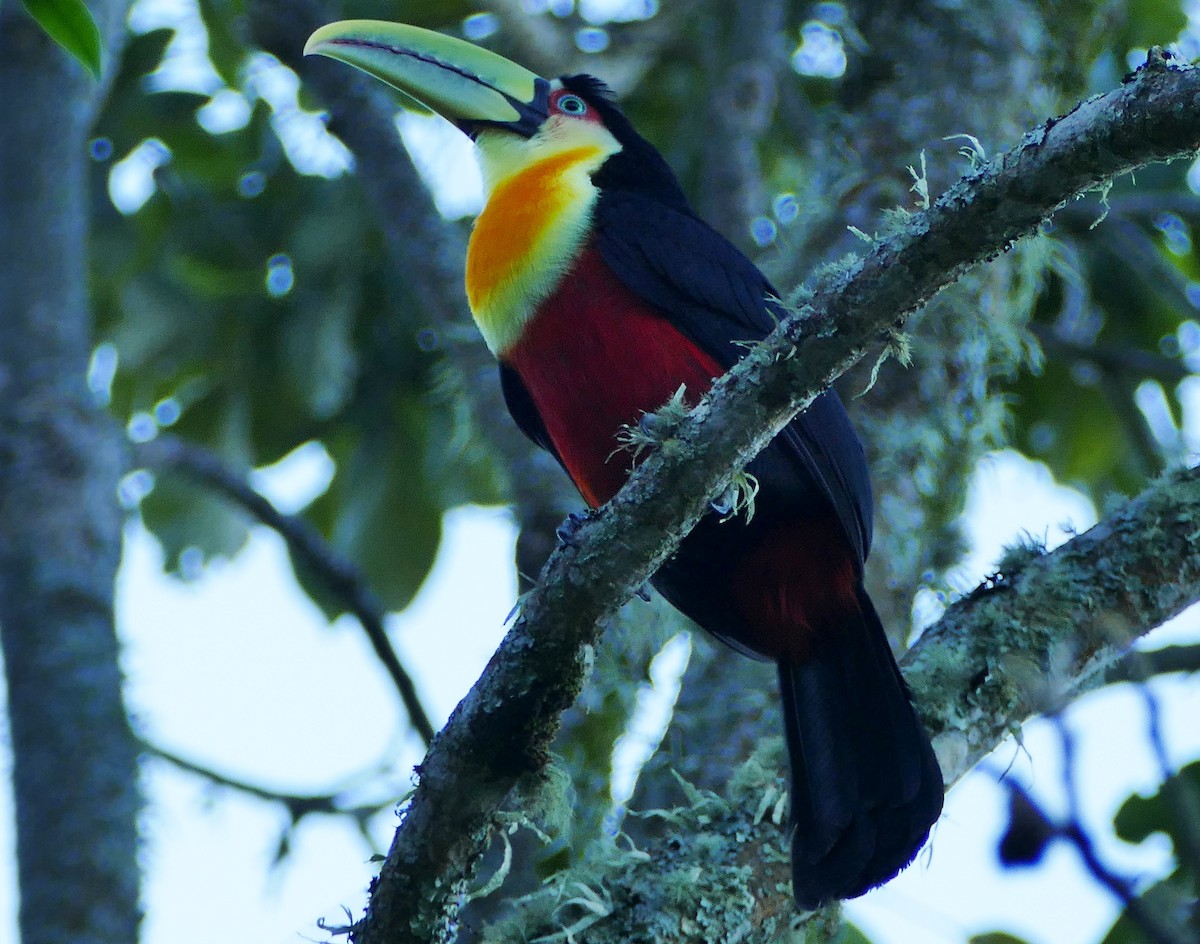 Red-breasted Toucan - ML170726081