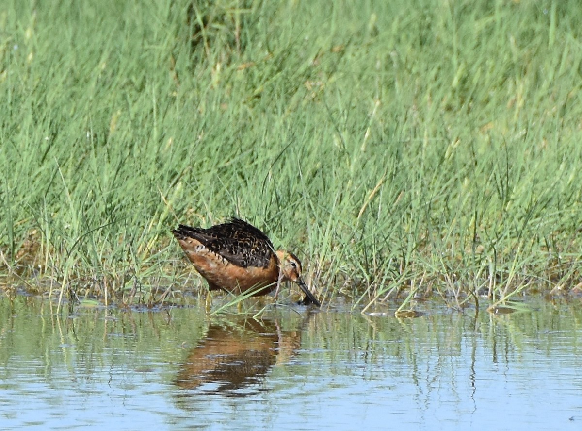 Long-billed Dowitcher - ML170728181