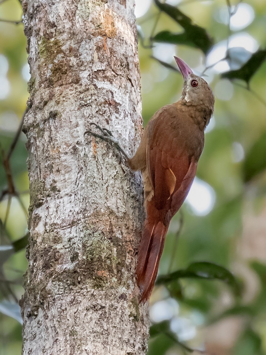 Red-billed Woodcreeper - Héctor Bottai