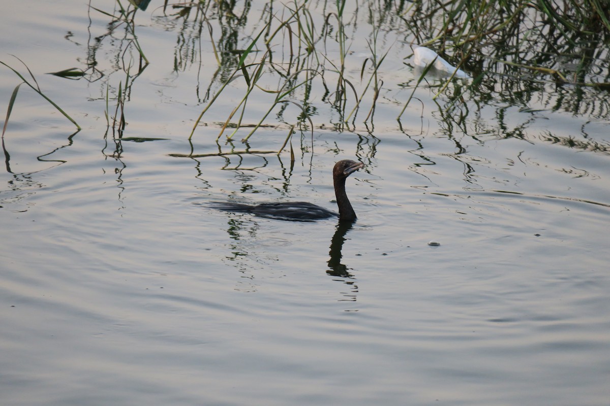 Little Cormorant - ML170728361