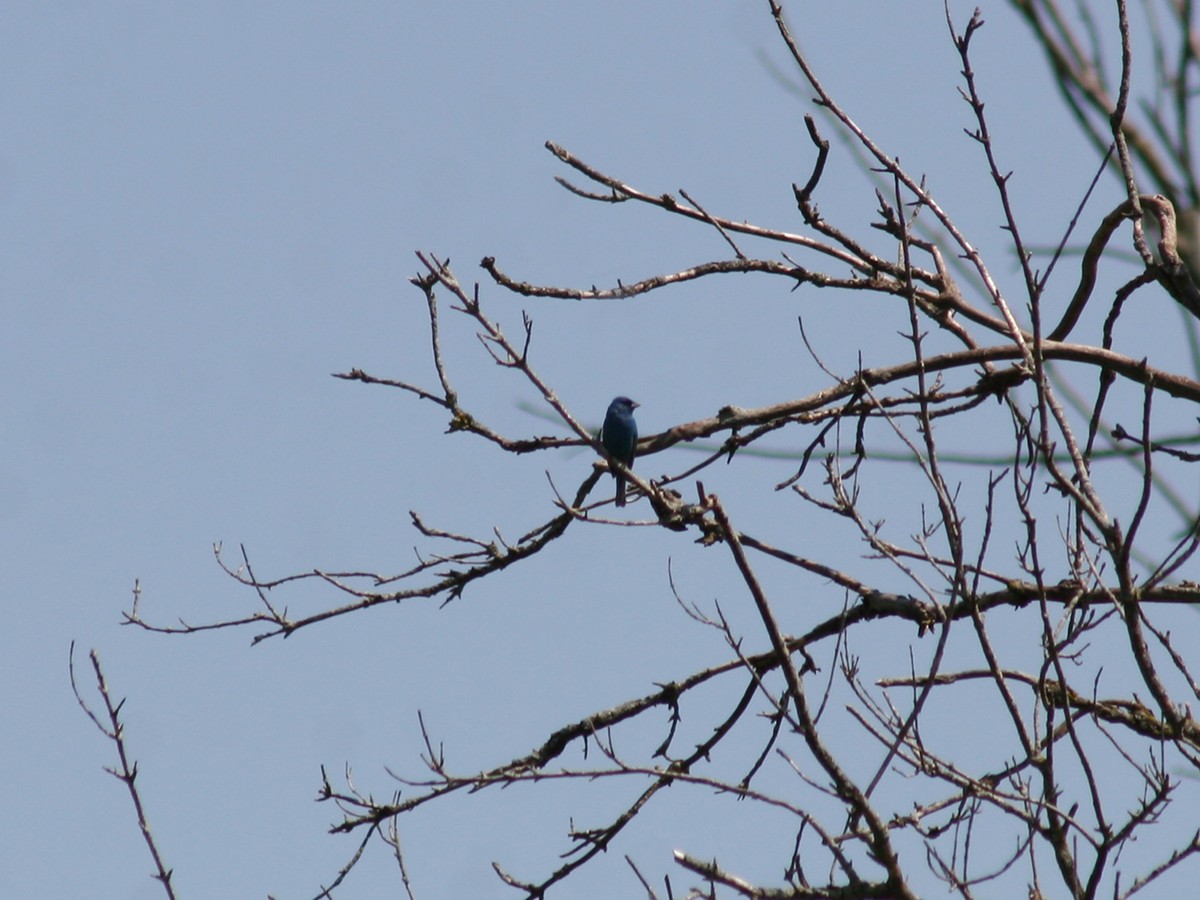 Indigo Bunting - ML170729061