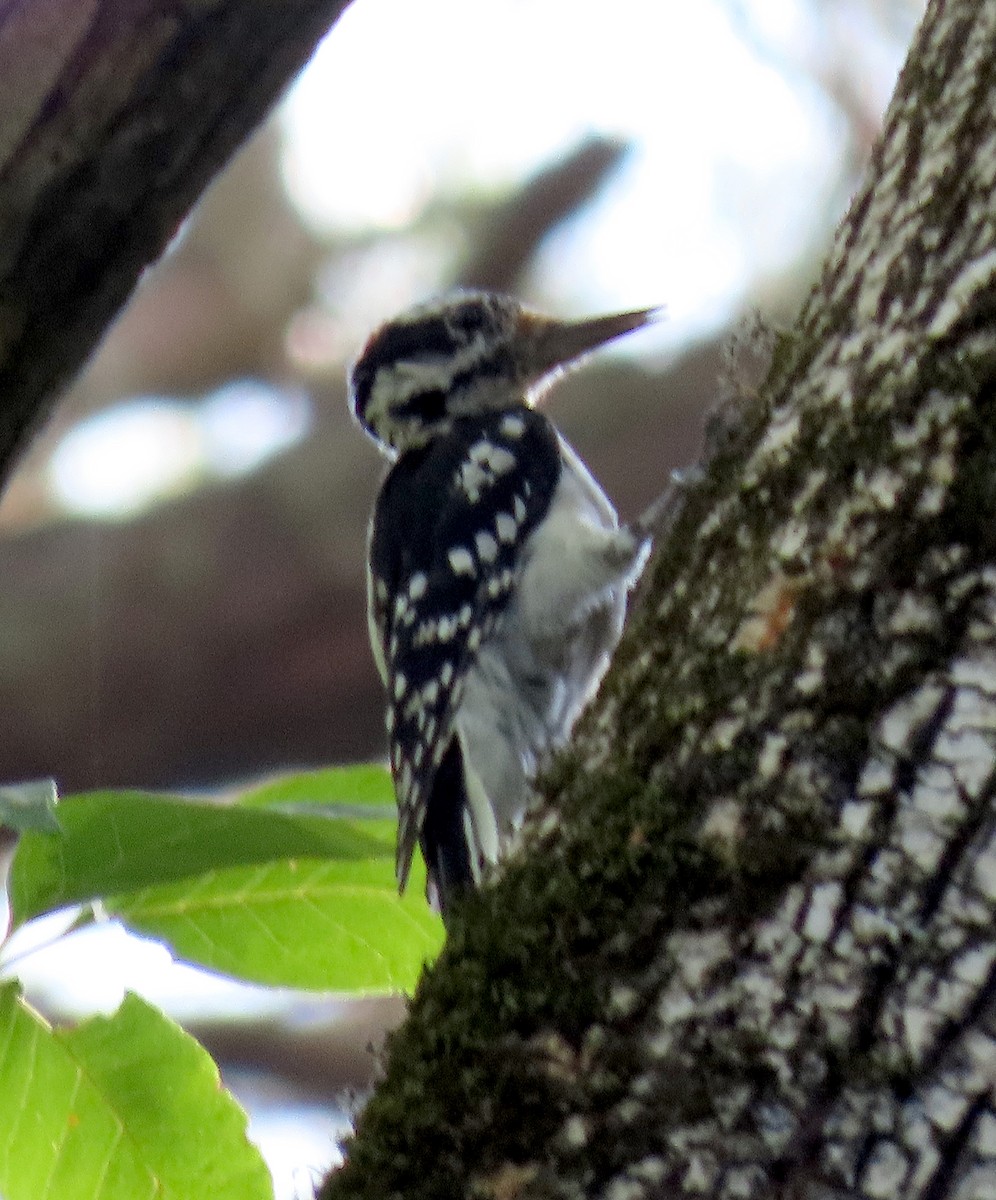 Hairy Woodpecker - ML170729751