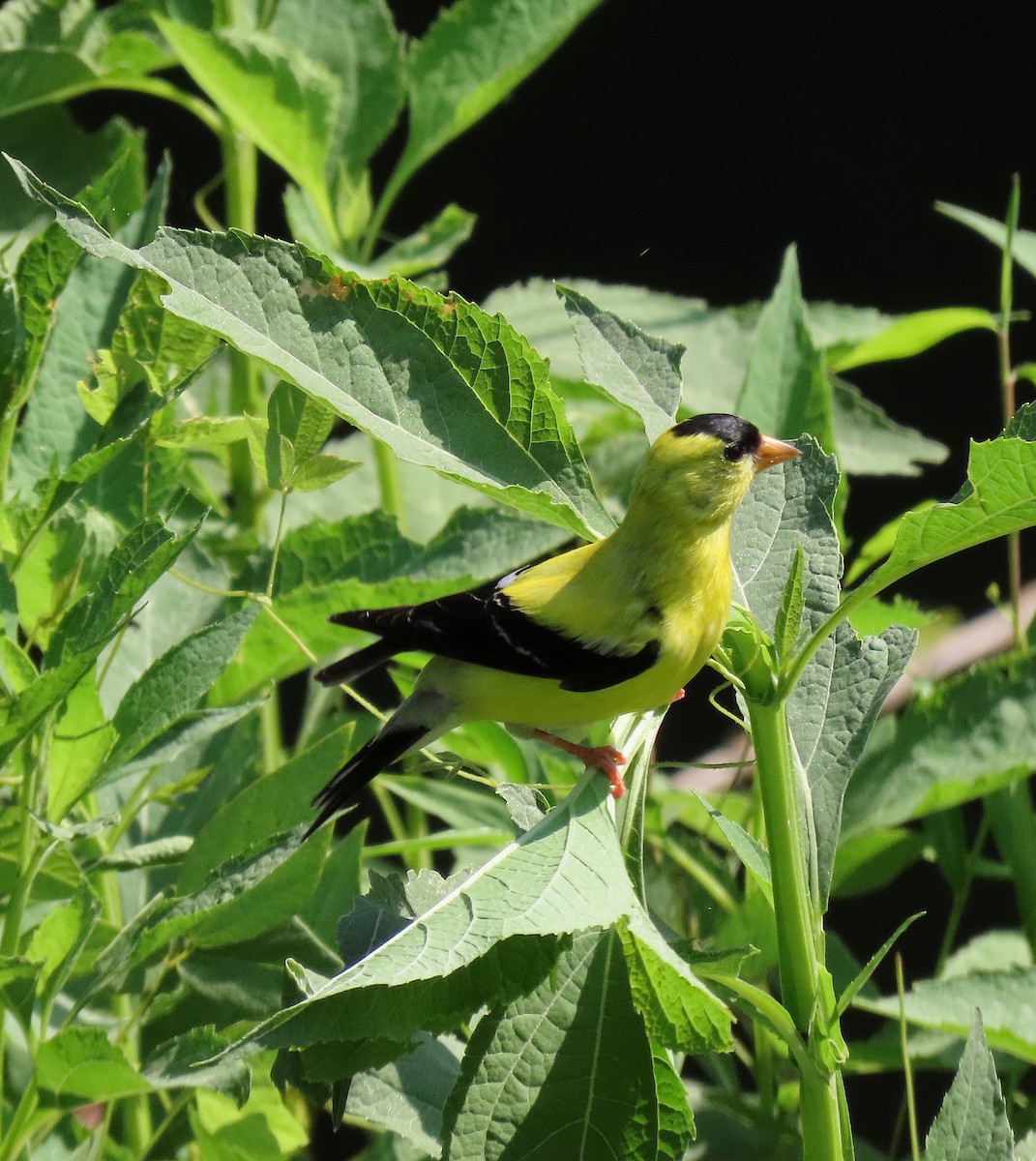 American Goldfinch - ML170729961
