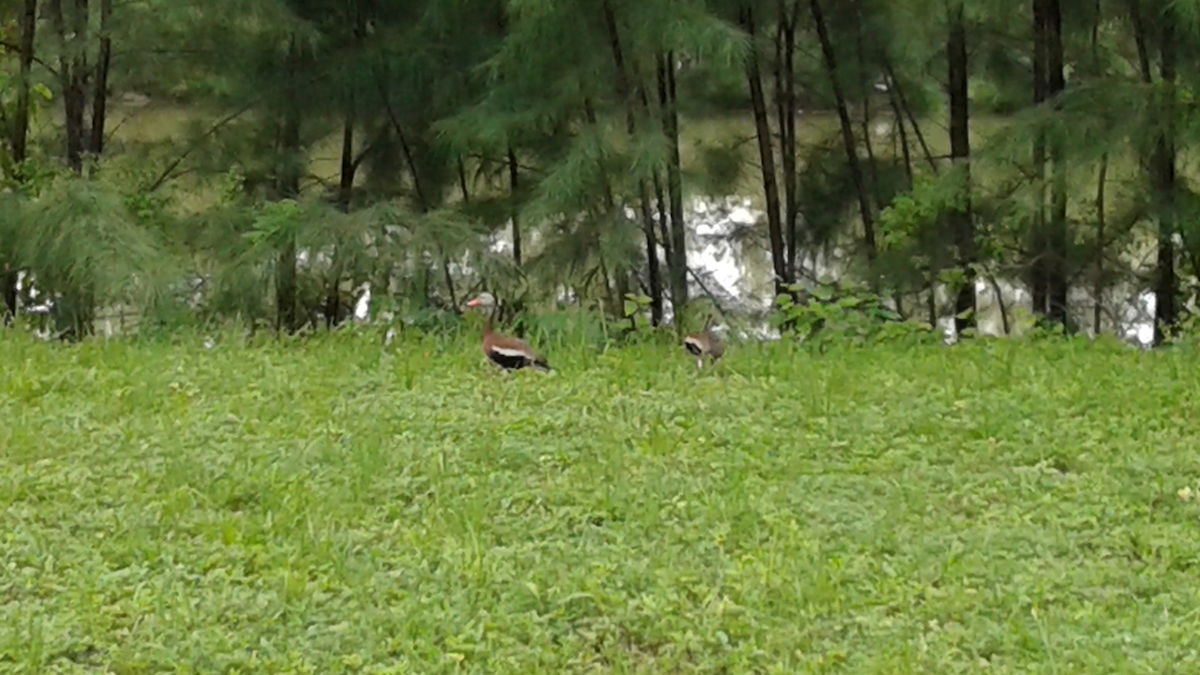 アカハシリュウキュウガモ（fulgens） - ML170730471