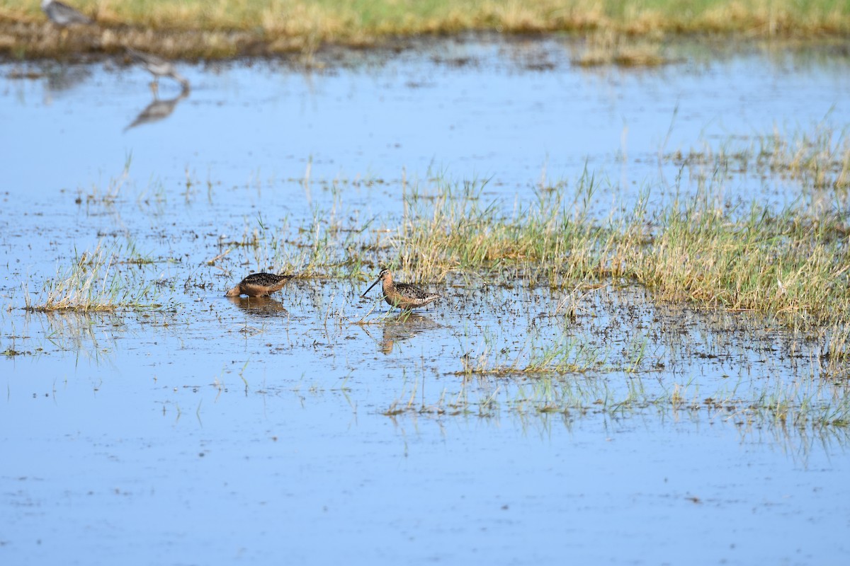 Long-billed Dowitcher - ML170730801
