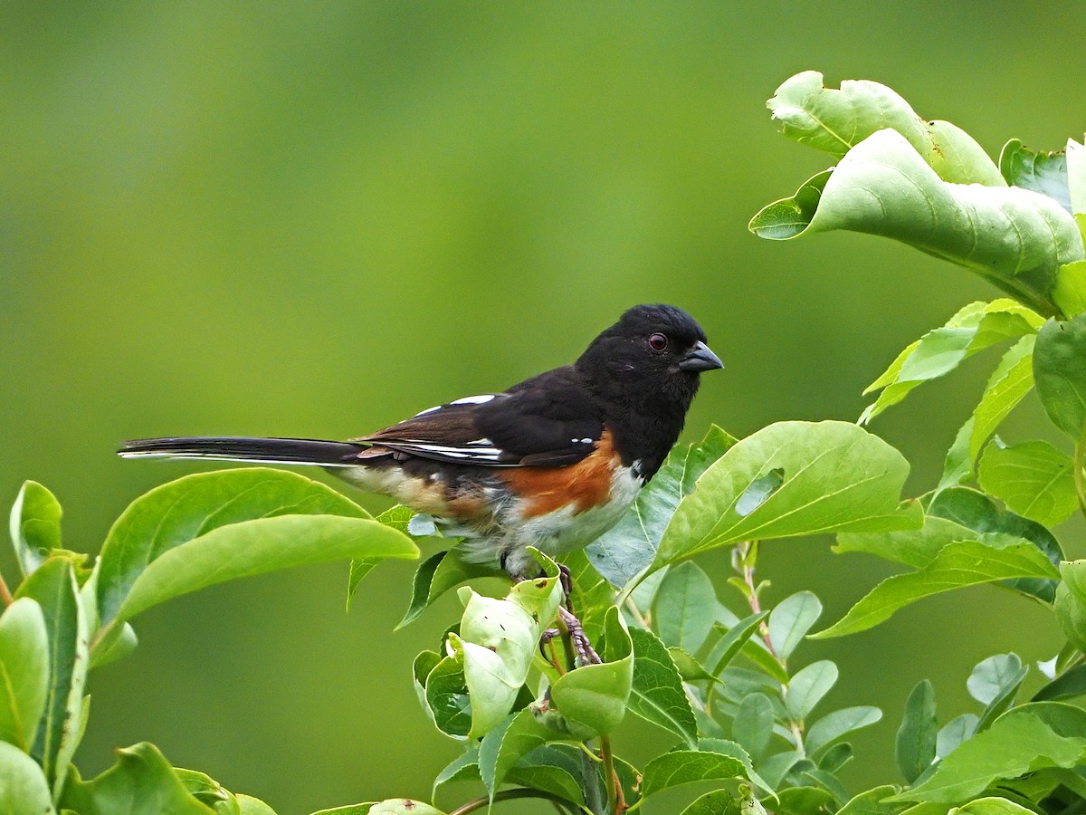 Eastern Towhee - ML170732421