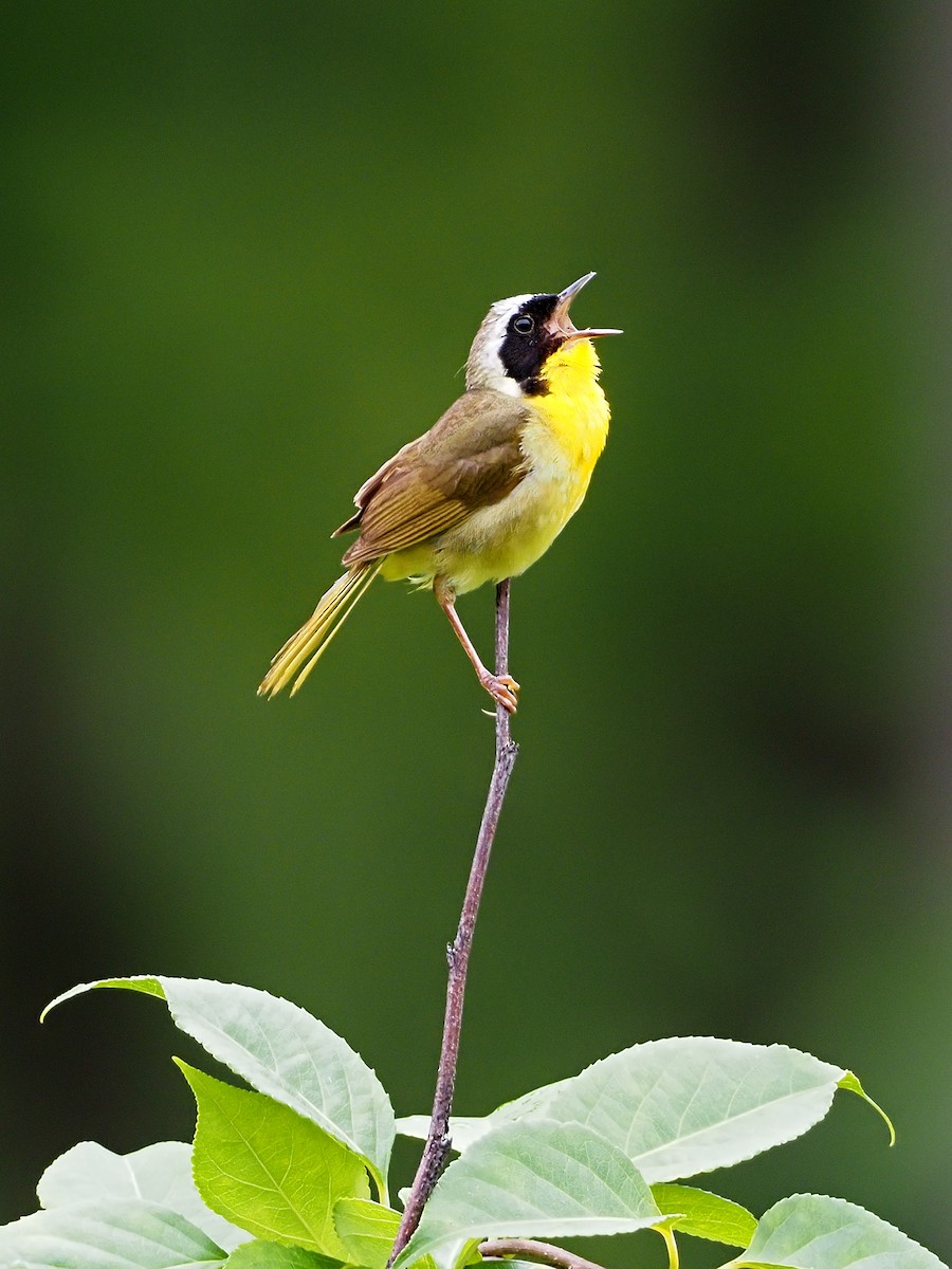 Common Yellowthroat - Gary Mueller