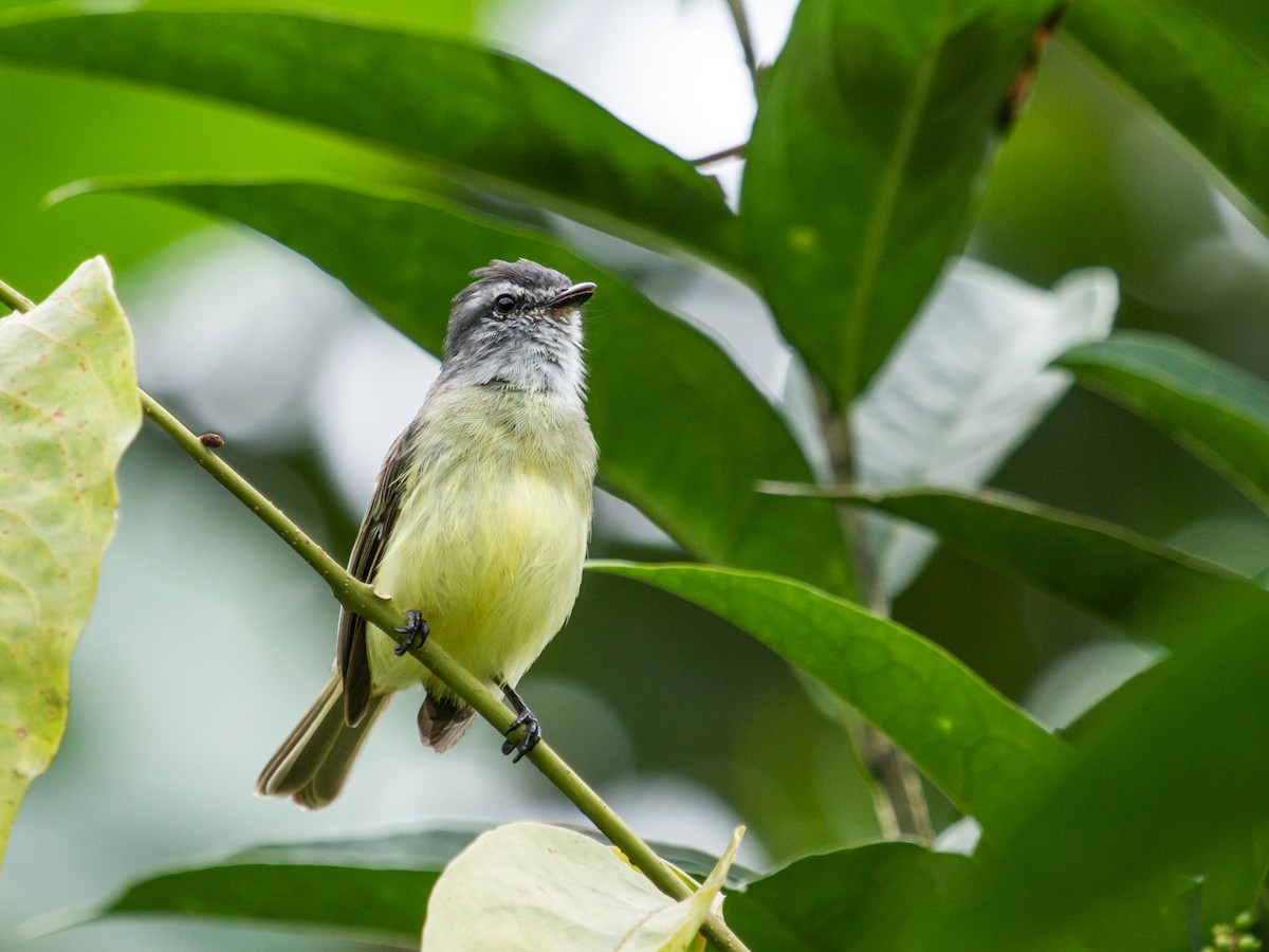 Sooty-headed Tyrannulet (griseiceps) - ML170733141