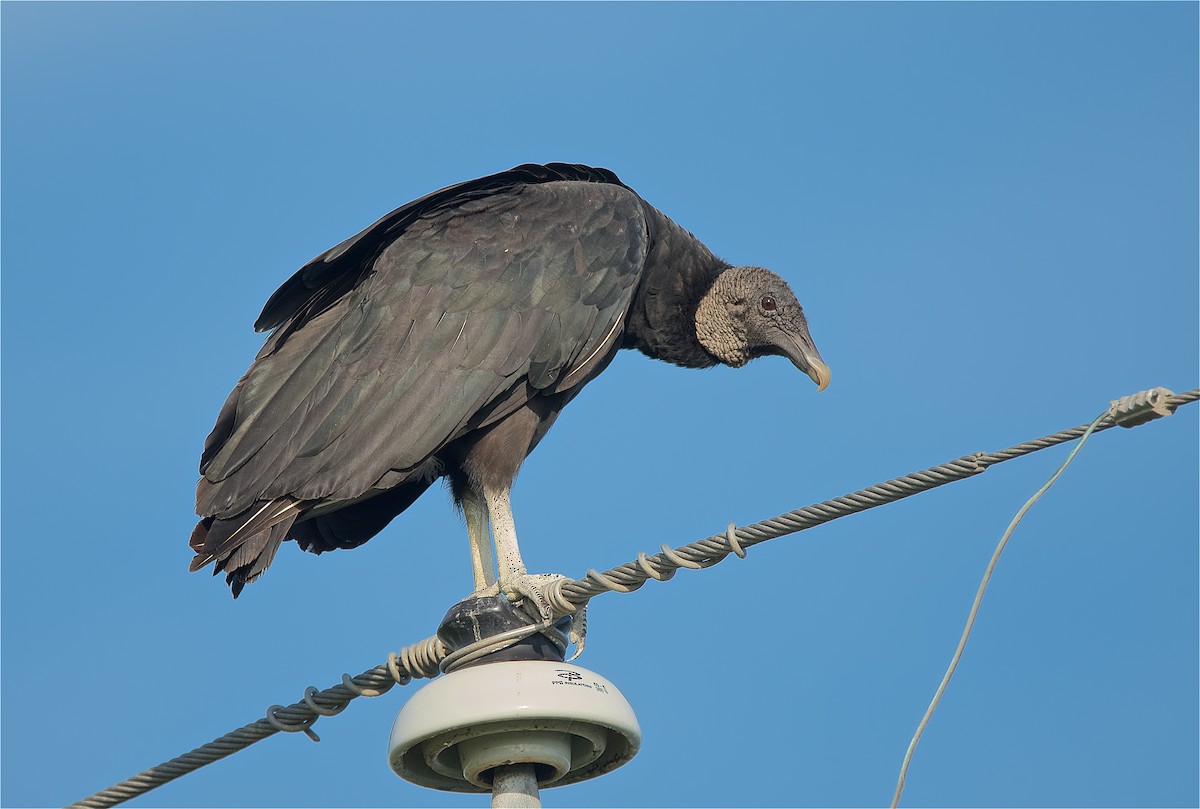 Black Vulture - ML170733541