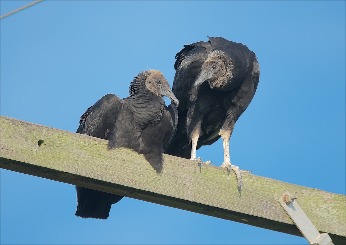 Black Vulture - Harlan Stewart