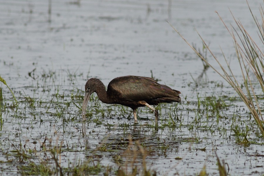 ibis hnědý - ML170734391