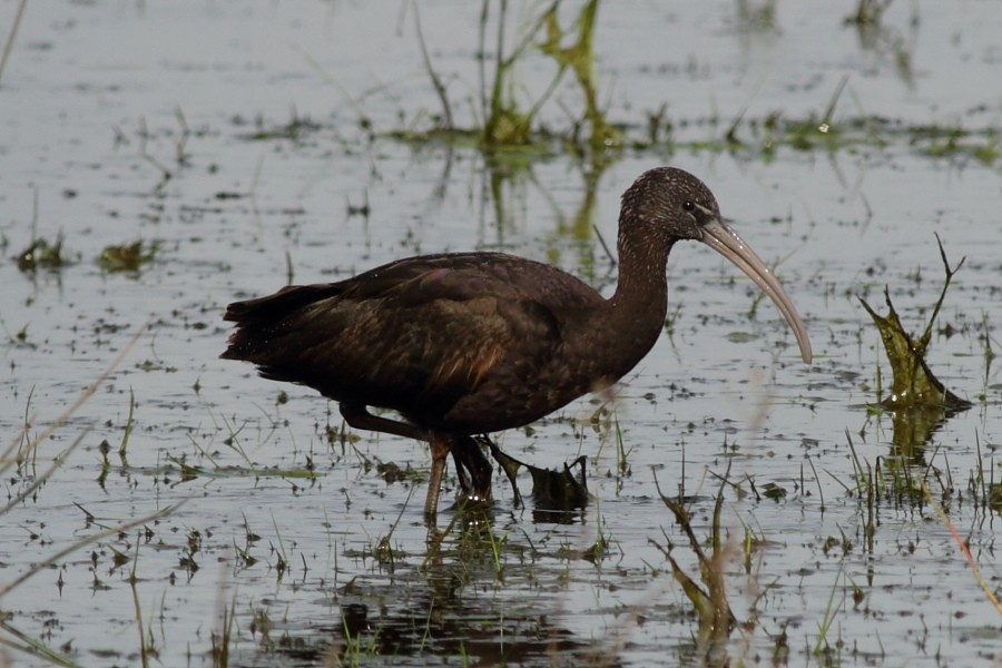 Glossy Ibis - ML170734401