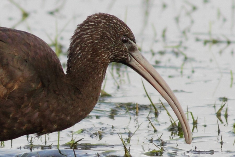 Glossy Ibis - ML170734411