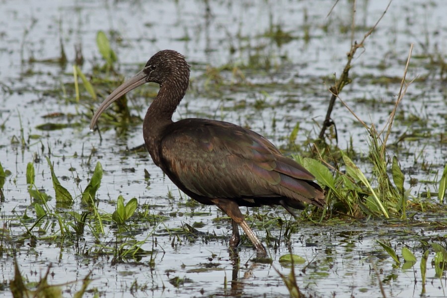 Glossy Ibis - Dermot Breen