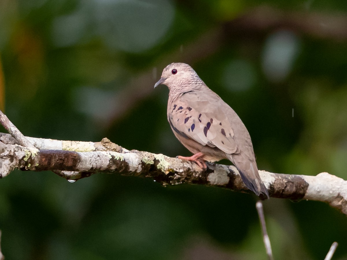 Common Ground Dove - ML170735751