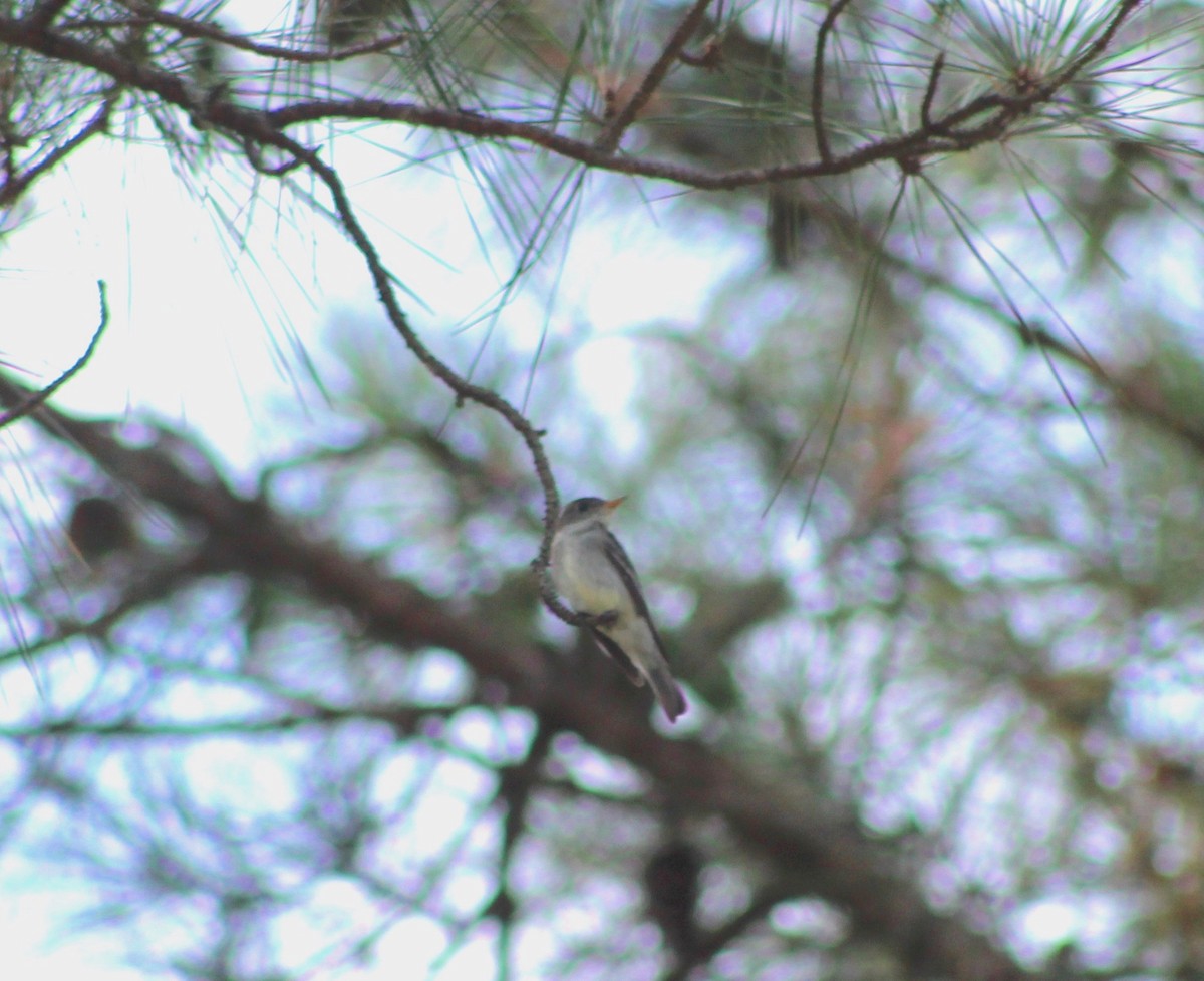 Eastern Wood-Pewee - ML170735821