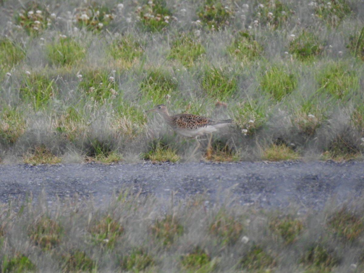 Upland Sandpiper - ML170735841