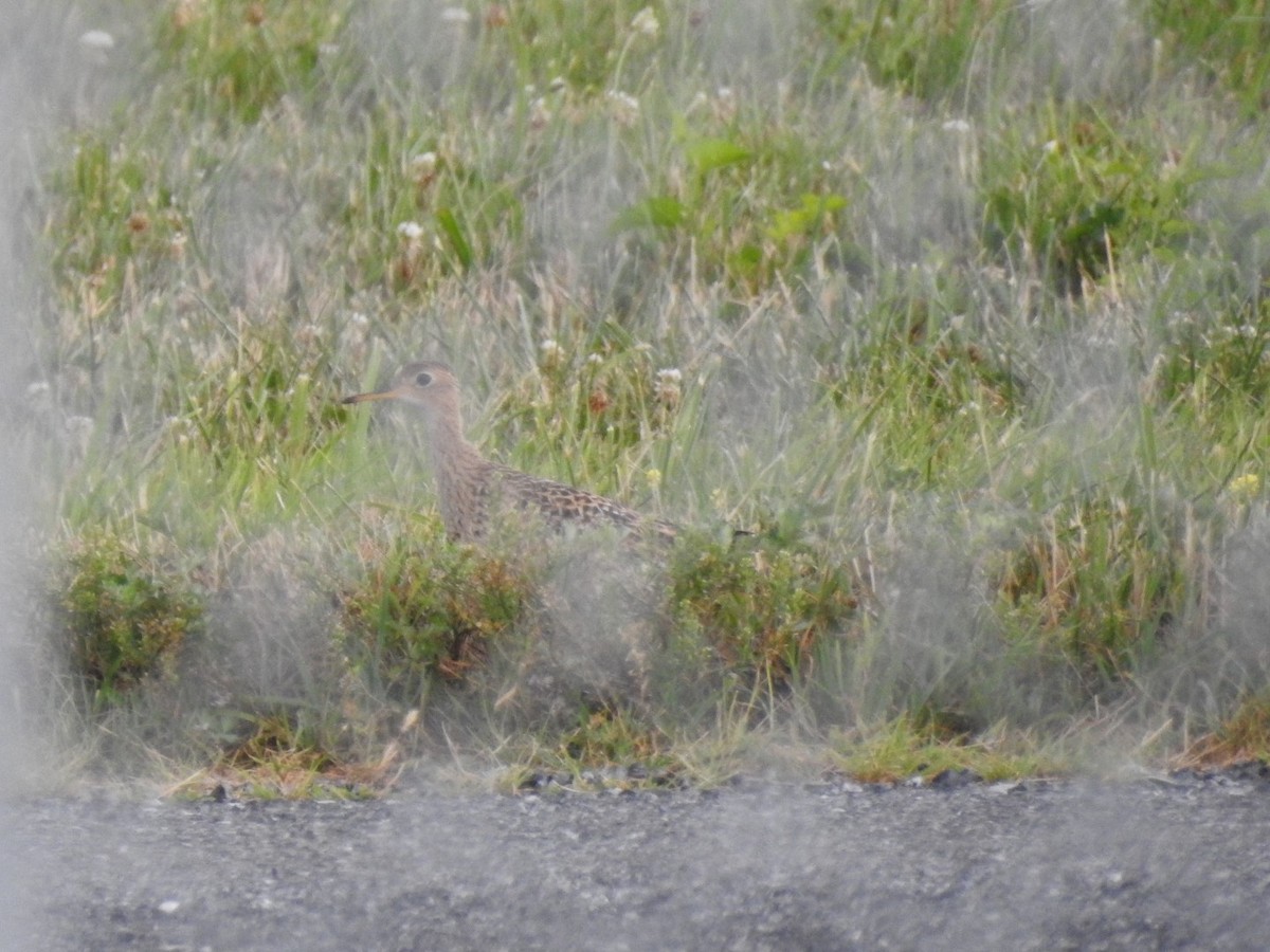 Upland Sandpiper - ML170735851