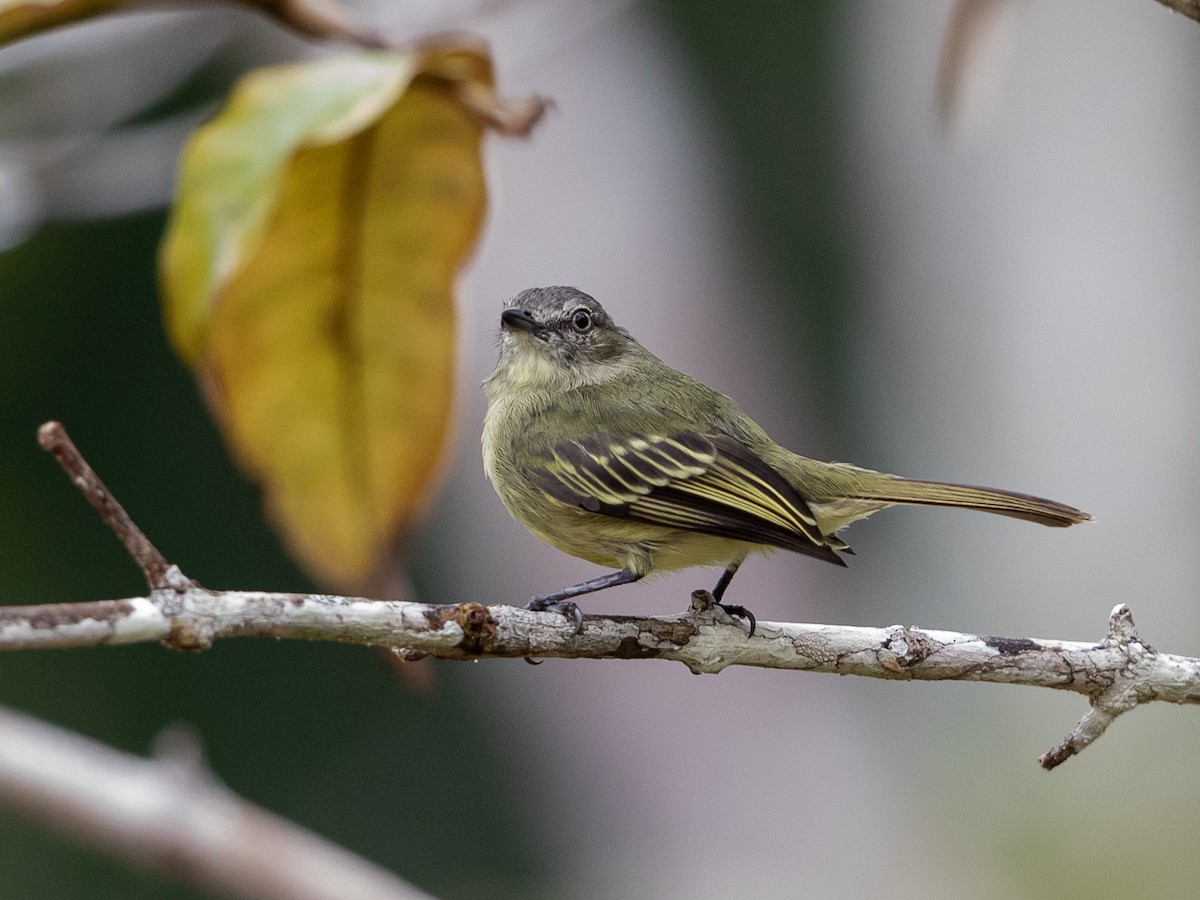 Slender-footed Tyrannulet - Héctor Bottai