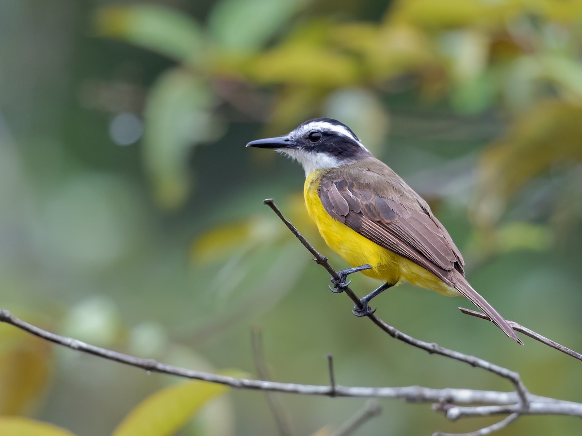 Lesser Kiskadee - ML170736591