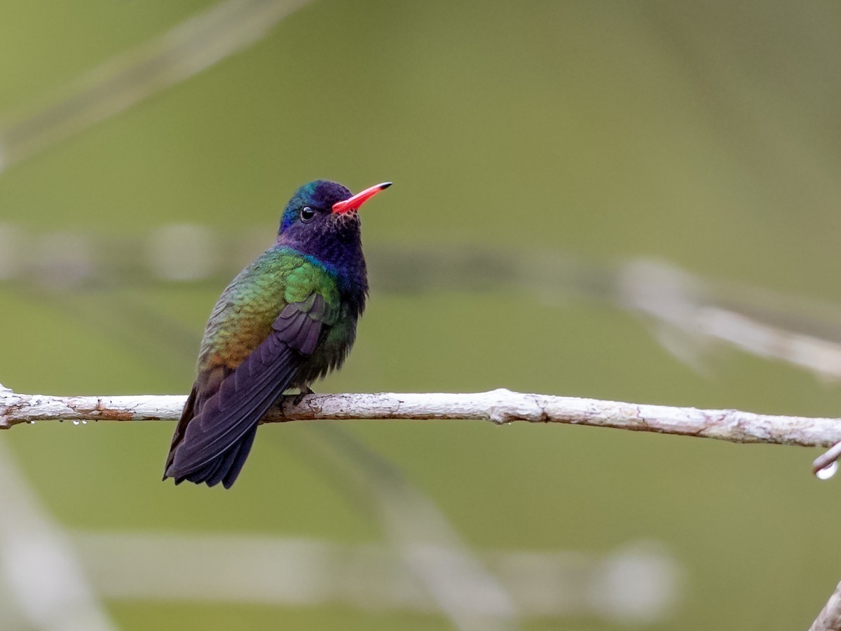 White-chinned Sapphire - Héctor Bottai