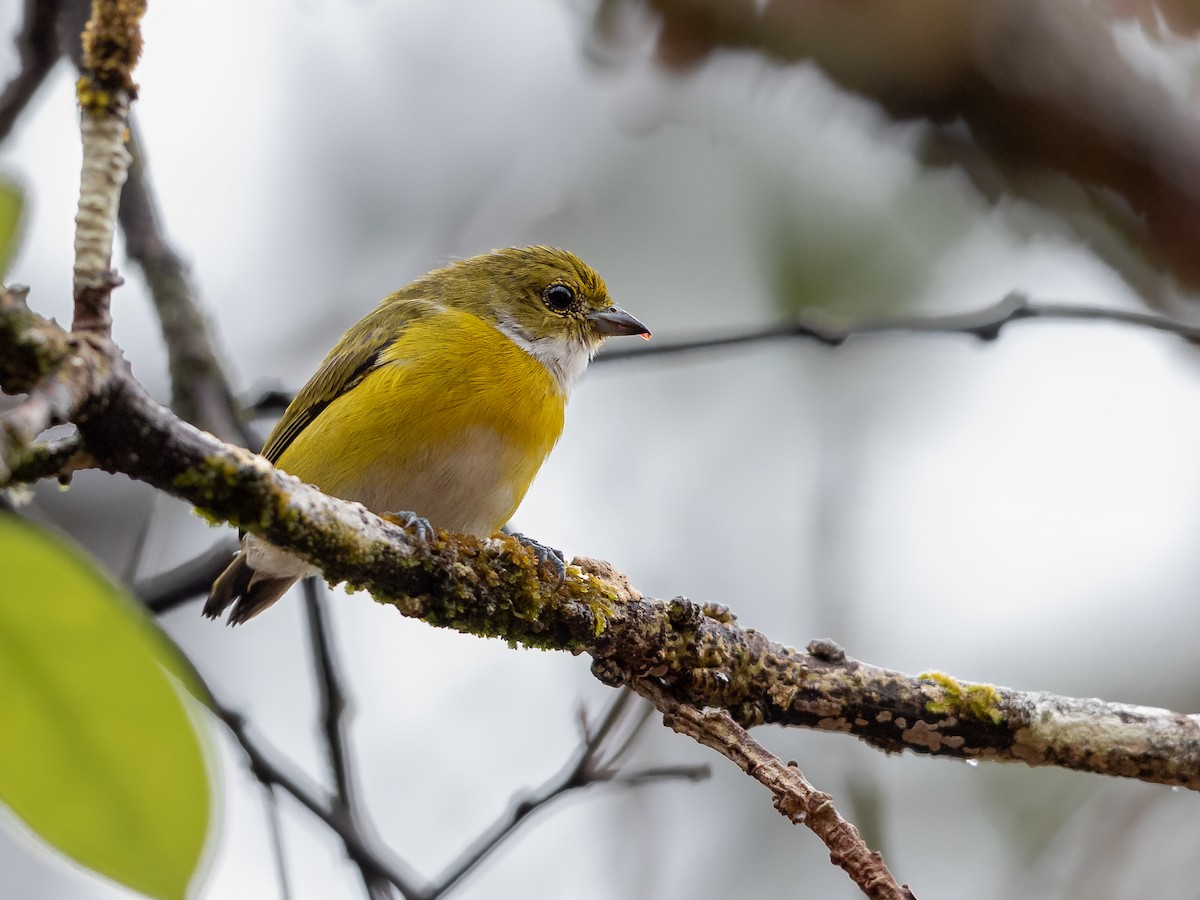 White-vented Euphonia - Héctor Bottai