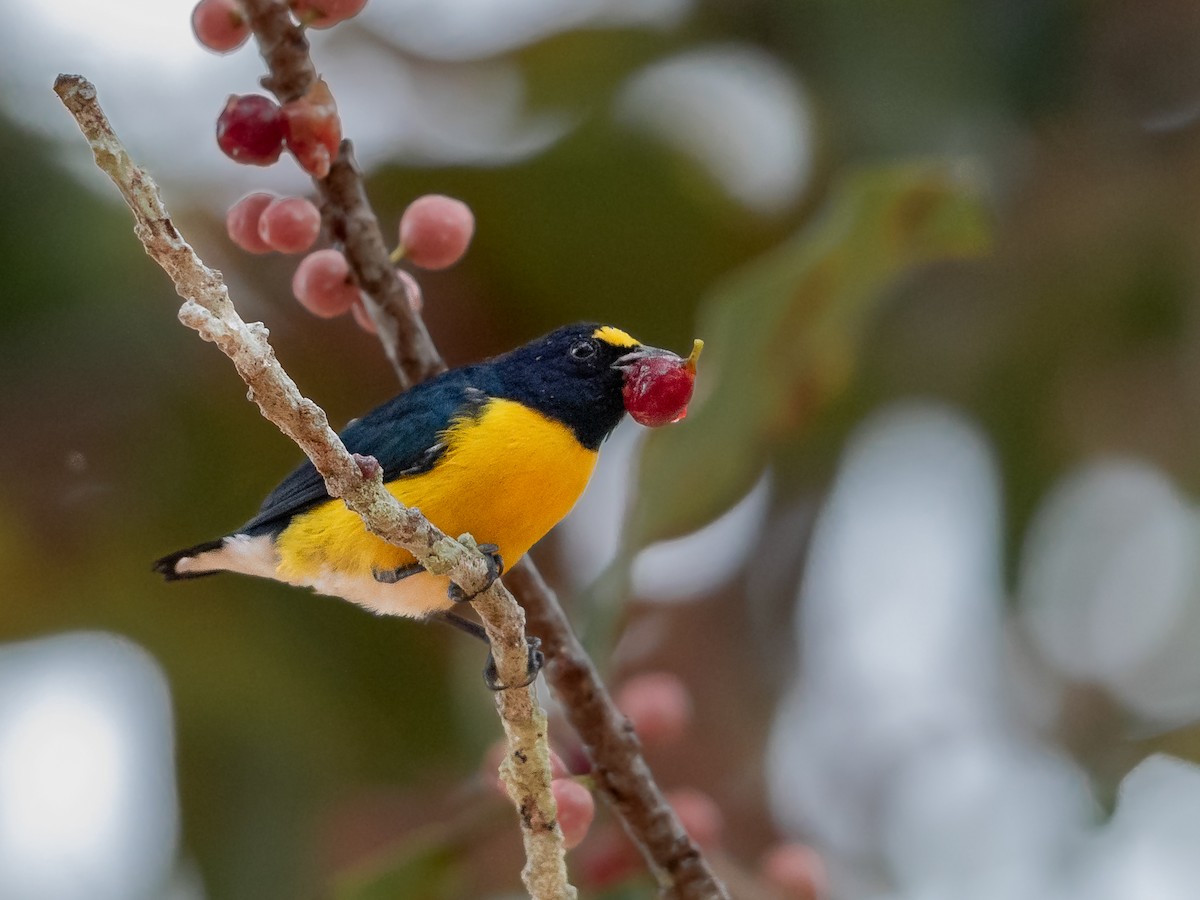 White-vented Euphonia - ML170737341