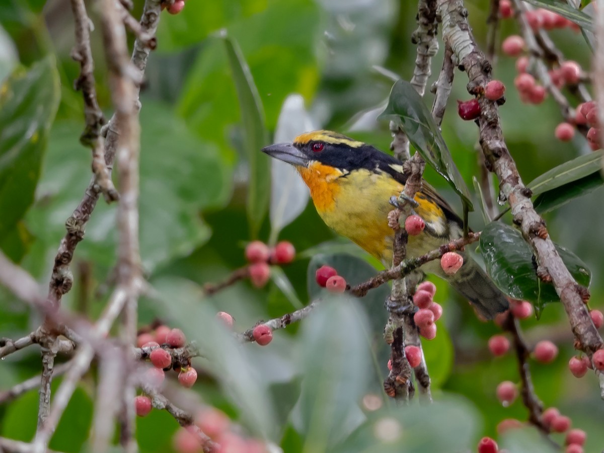 Gilded Barbet - Héctor Bottai