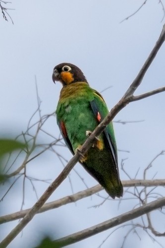 Orange-cheeked Parrot - ML170737791