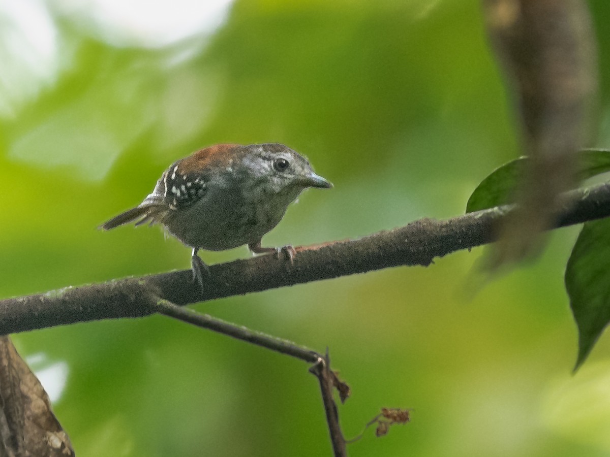 Rufous-backed Stipplethroat (Rio Negro) - Héctor Bottai