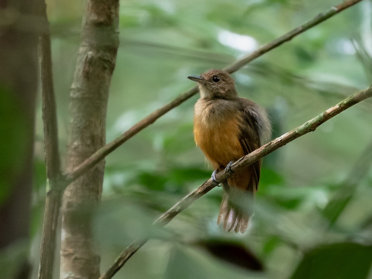 Cinereous Antshrike - Héctor Bottai