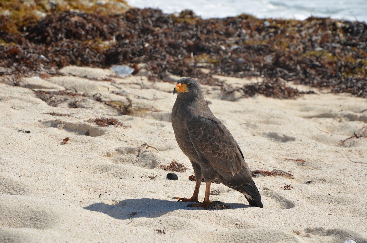 Cuban Black Hawk - ML170739711