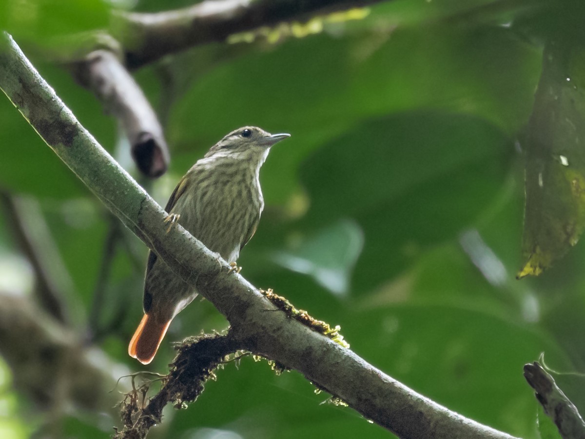 Rufous-tailed Xenops - Héctor Bottai