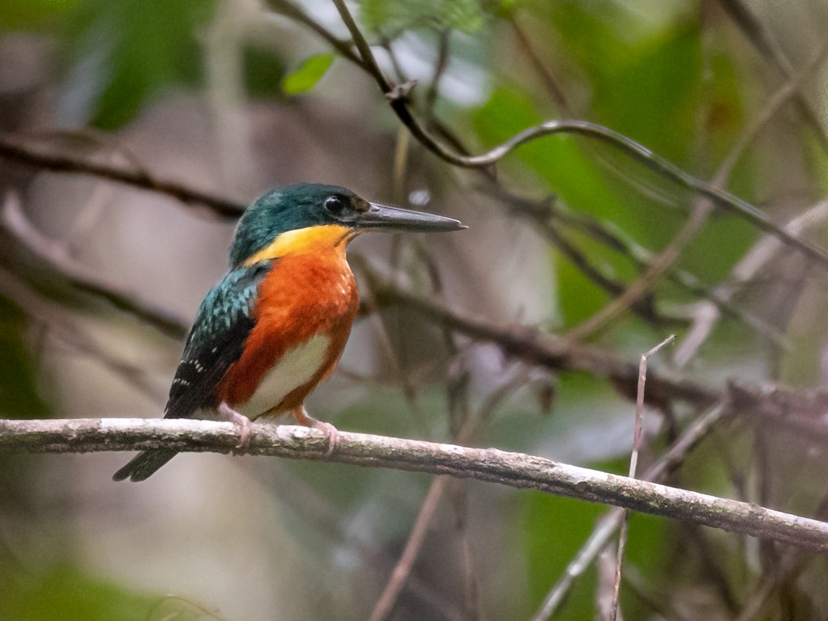 American Pygmy Kingfisher - ML170740291