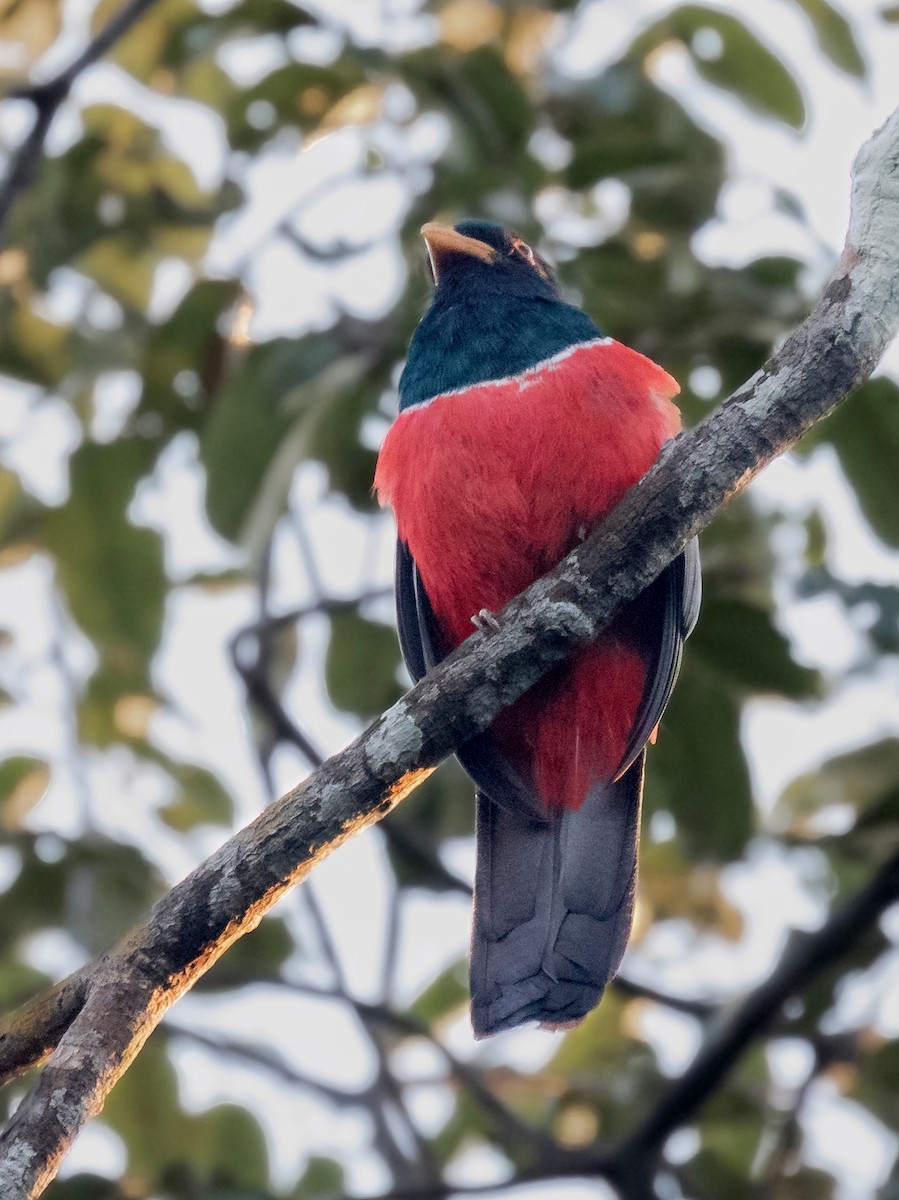 Black-tailed Trogon - ML170741261