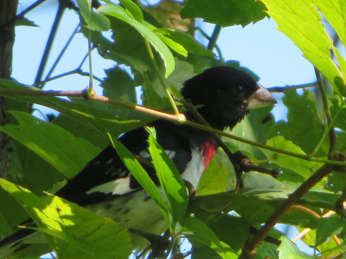 Rose-breasted Grosbeak - Meg Glines