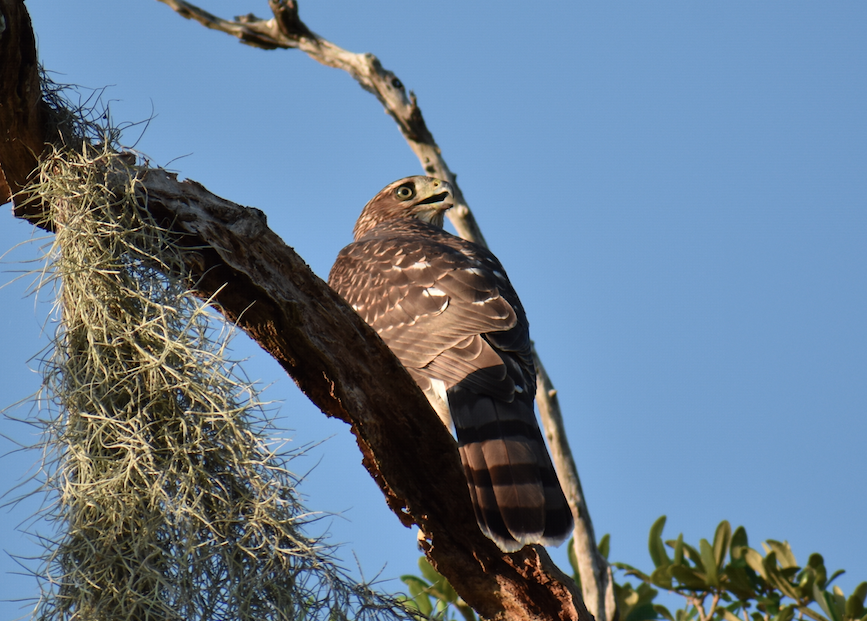 Cooper's Hawk - ML170745251