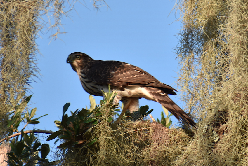 Cooper's Hawk - ML170745271