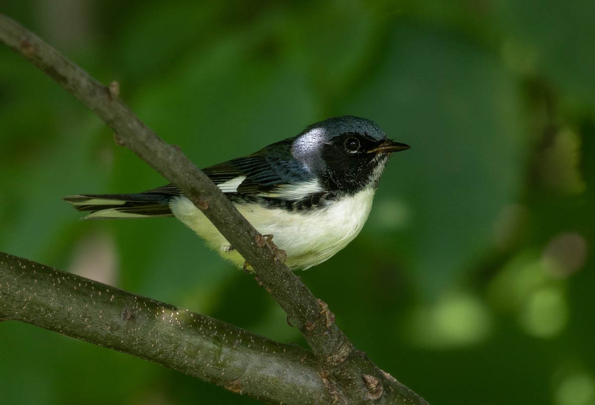 Black-throated Blue Warbler - ML170746011