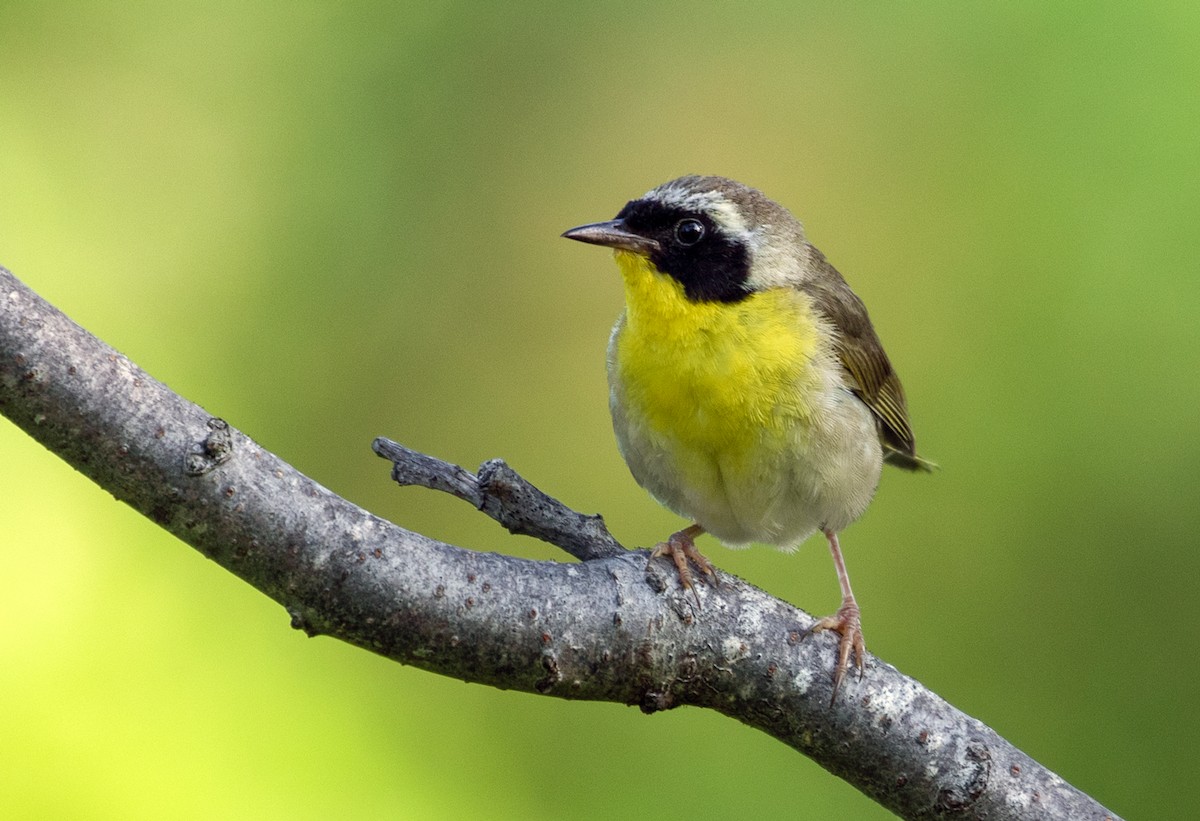 Common Yellowthroat - Suzanne Labbé